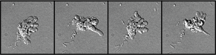 the amoeba _Incendiamoeba cascadensis_, which looks like a blob with some long tendril-like parts