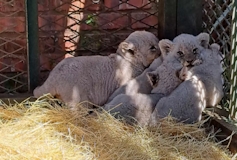 About four tiny lion cubs in the corner of a fenced in area piling on top of each other.