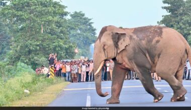 Video: Forest Officials Stop Traffic As Herd Of Elephants Crosses Road In Bengal: "Coexistence On Display"