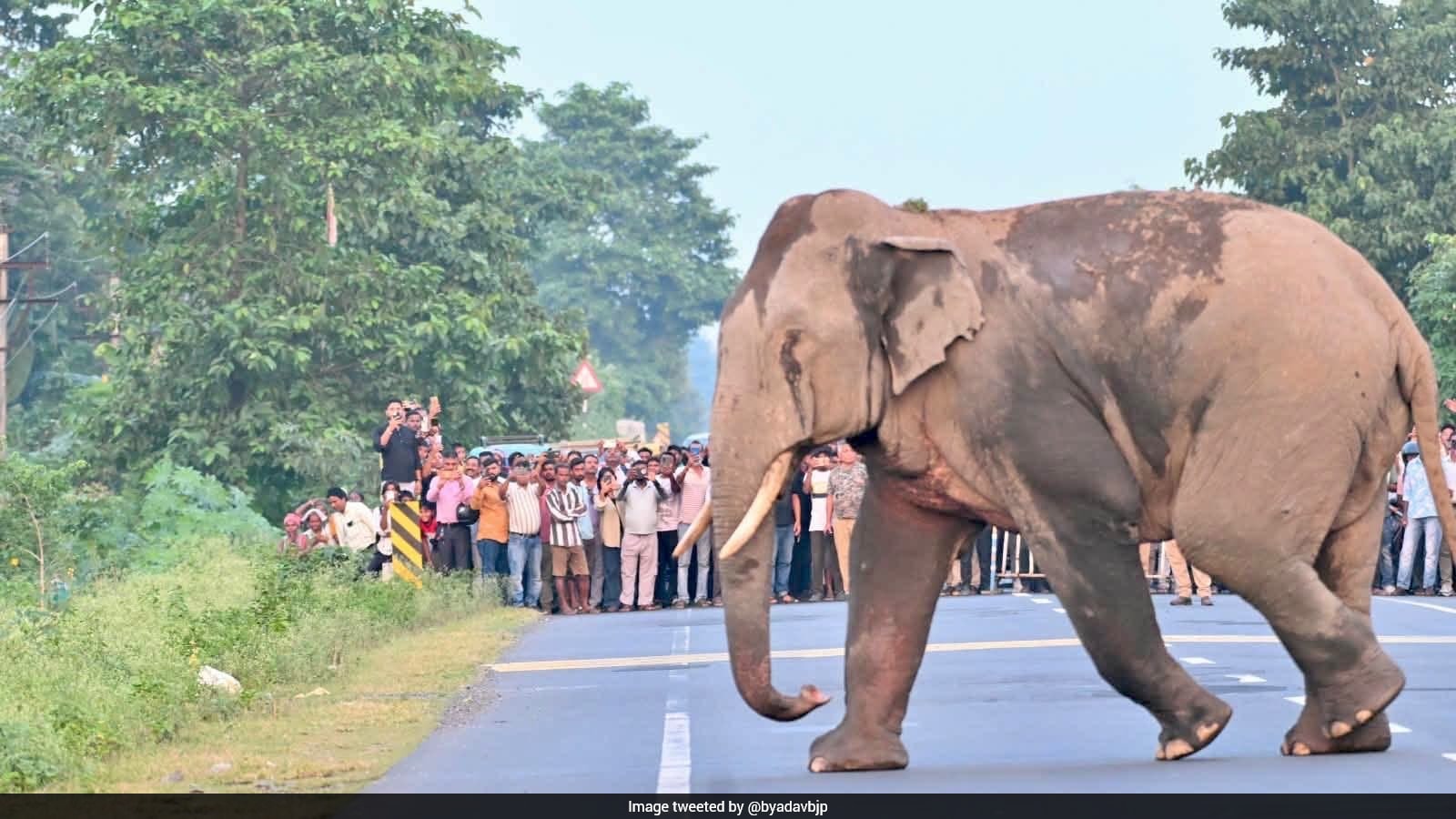 Video: Forest Officials Stop Traffic As Herd Of Elephants Crosses Road In Bengal: "Coexistence On Display"