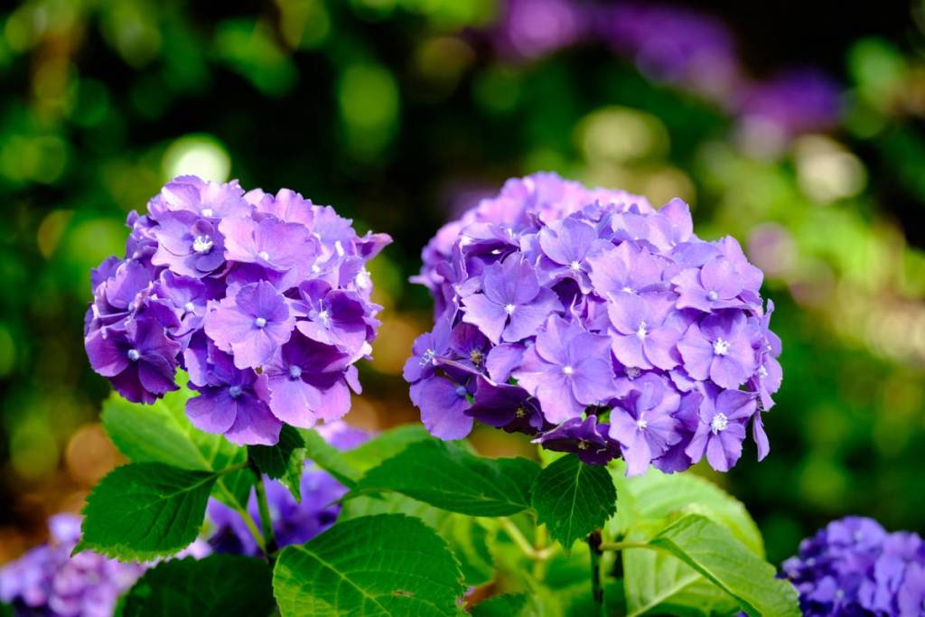 purple hydrangeas at George Tindale Memorial Gardens