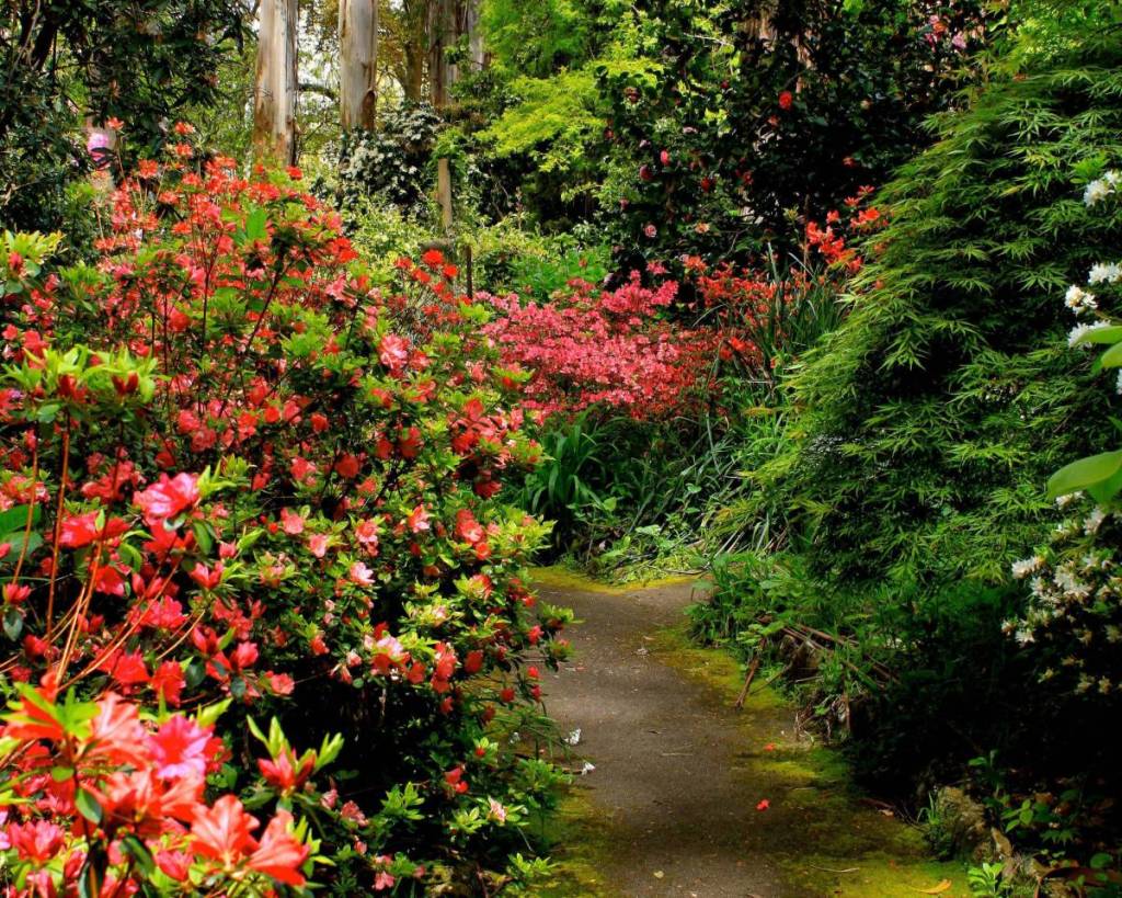 red flowering plants next to a path at George Tindale Memoria Gardens