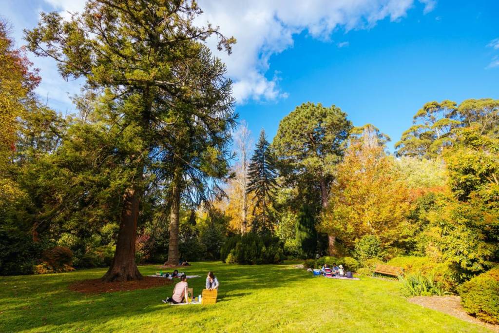 people enjoying a picnic on the lawn at George Tindale Memorial Gardens on a sunny autumn day