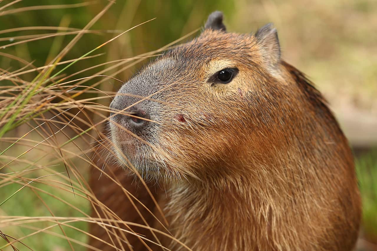 A large capybara with grass in its face