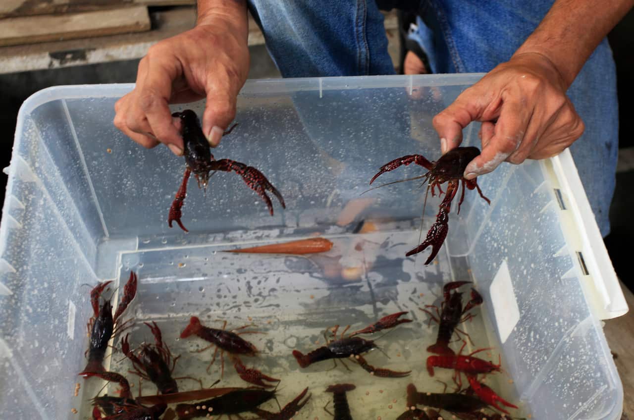Two crayfish are lifted from a plastic tub containing several live crayfish.