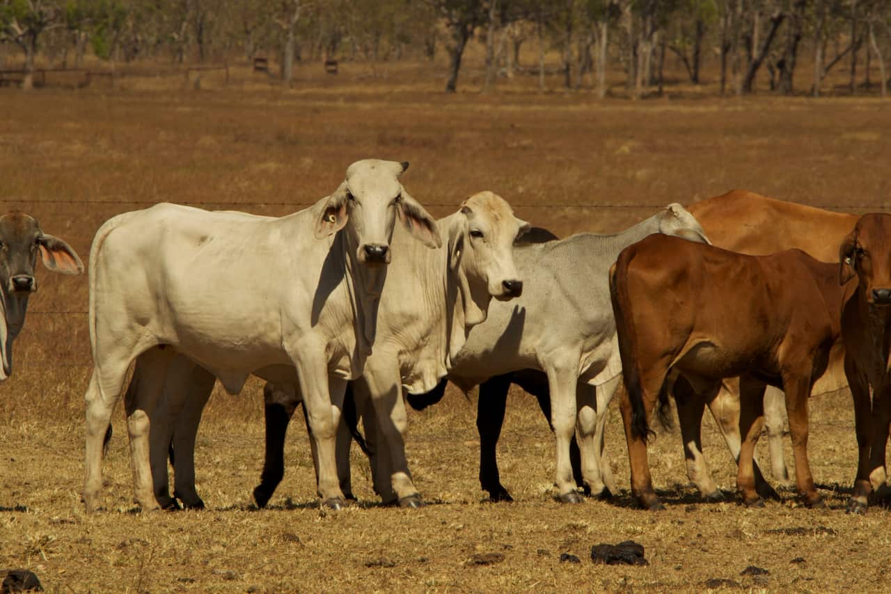 A group of cattle stand in a dry paddock behind a wire fence, with white and brown cows clustered together on parched grass. Sparse trees and dry bushland stretch across the background under bright daylight.