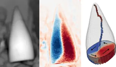 97-million-year-old fossils reveal the earliest known animal “GPS”