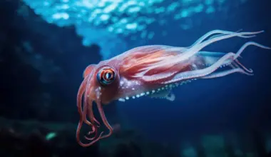 Squid Hair Cells May Offer Clues to Hearing Loss