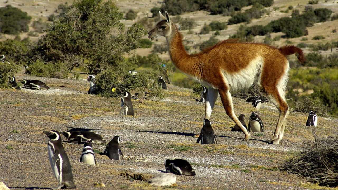 Guanaco sharing a habitat with Magellanic penguins, Punta Tombo (Image: Wikipedia) Guanaco sharing a habitat with Magellanic penguins, Punta Tombo (Image: Wikipedia)