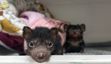Tasmanians urged to check dead devils for orphaned babies