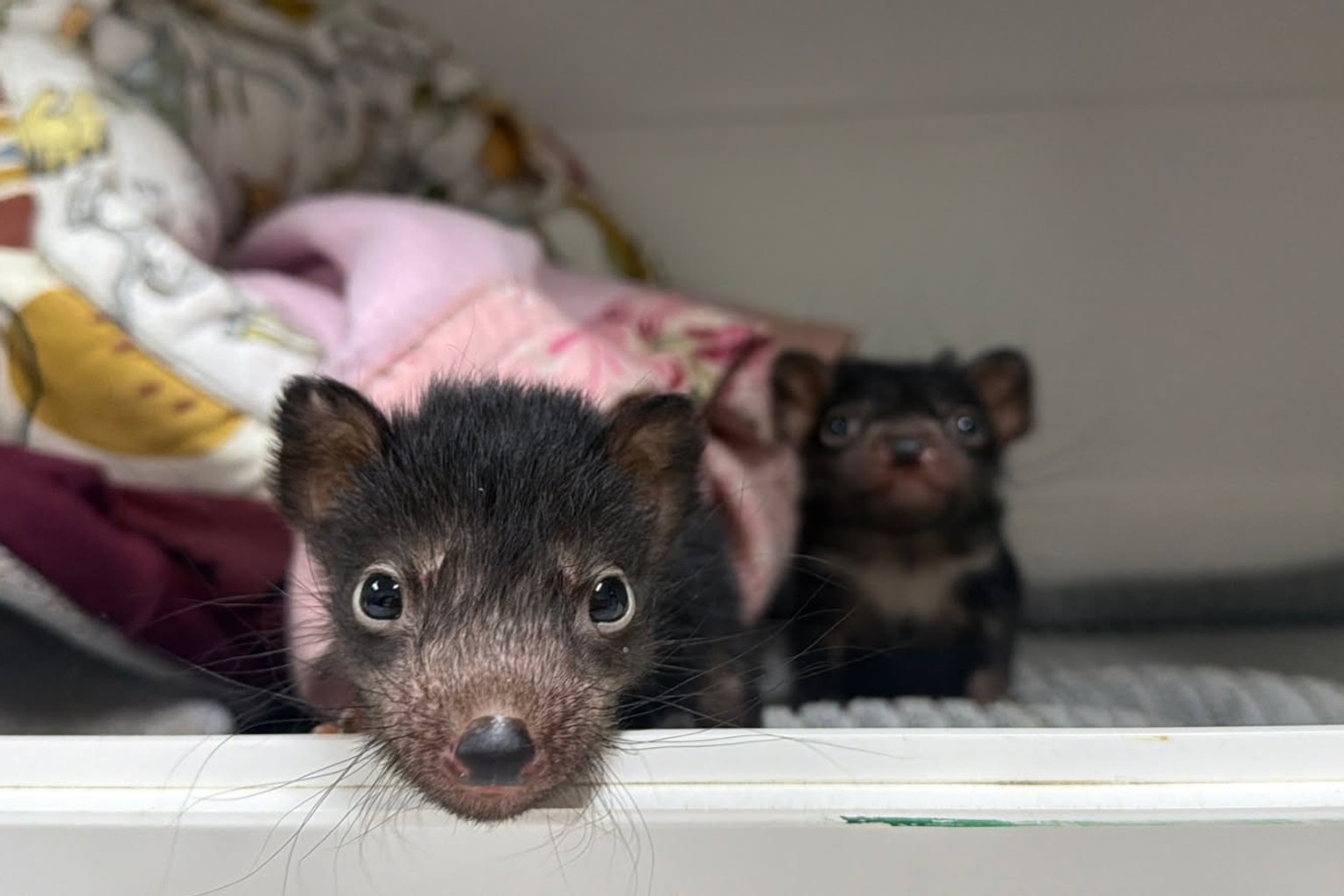 Tasmanians urged to check dead devils for orphaned babies