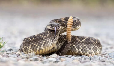 A Rattlesnake Swam The Length Of A Backyard Pool On Hilton Head Island, And It Was Filmed