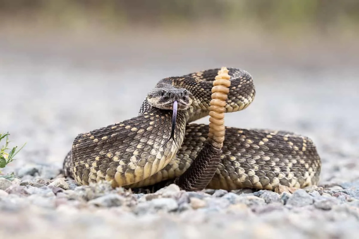 A Rattlesnake Swam The Length Of A Backyard Pool On Hilton Head Island, And It Was Filmed