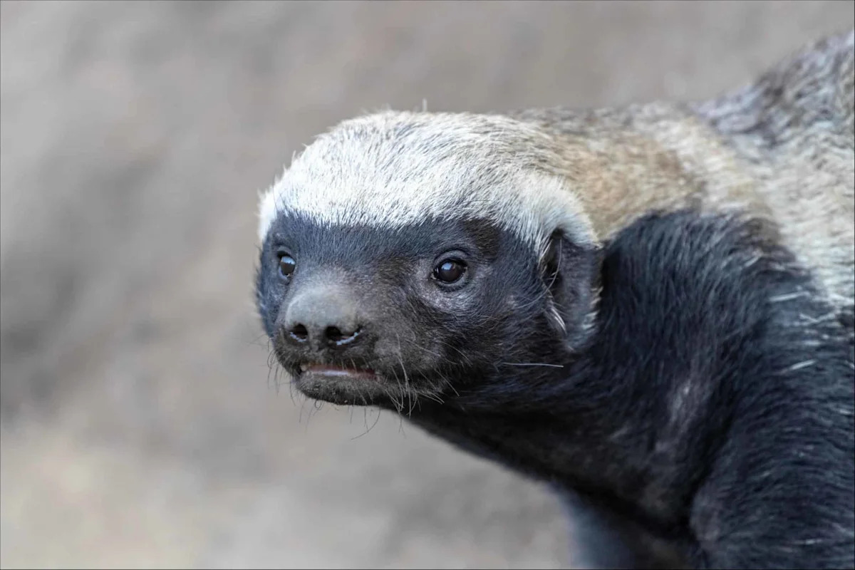 A Swarm of Bees Won’t Keep This Animal from Its Favorite Snack