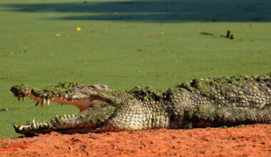 A 12-Foot Saltwater Crocodile Traveled 367 Miles At Sea In 25 Days By Riding Ocean Currents