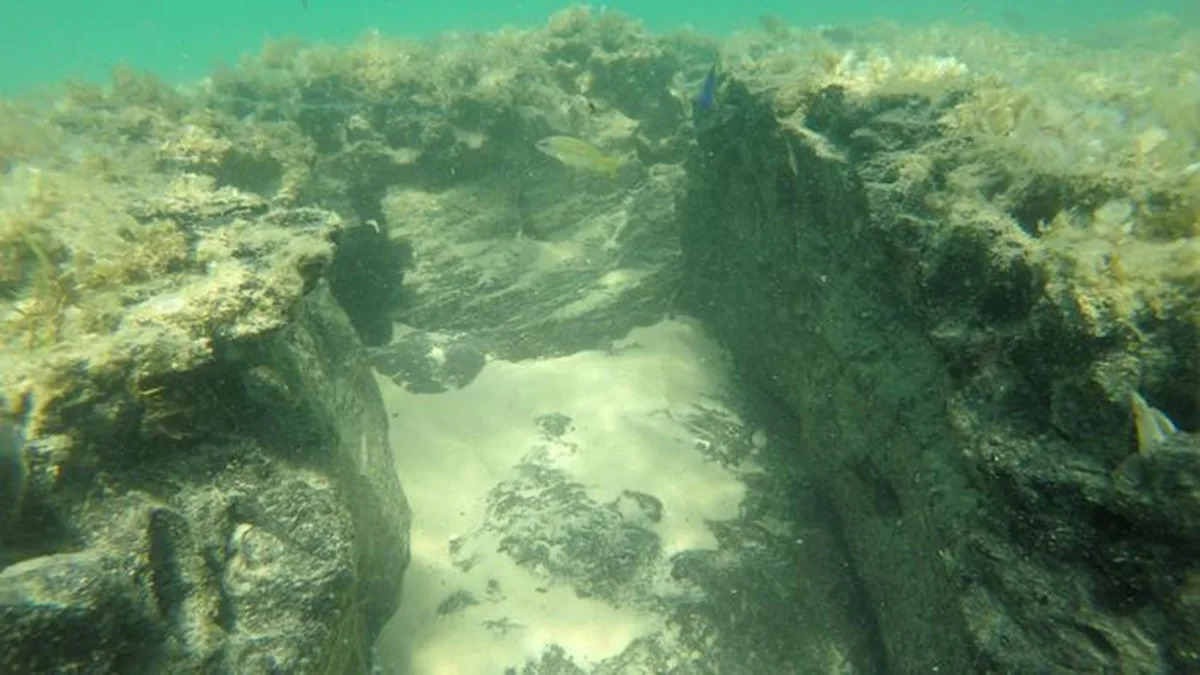 Drowned 5,000-year-old forests off Mozambique now shelter reef fish, no coral needed