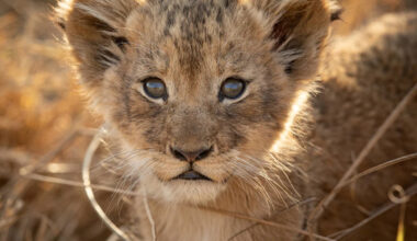Tiny Lion Cub Practices His 'Huge' Roar, and It’s Almost Too Cute To Handle