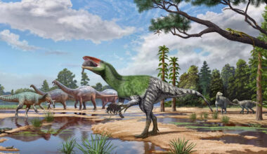 Dinosaur fossil ‘sitting in a drawer’ for 100 years identified as new T-rex relative