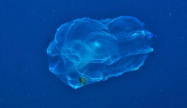Over 1,100 Unknown Marine Species Were Just Discovered, and the List Keeps Growing