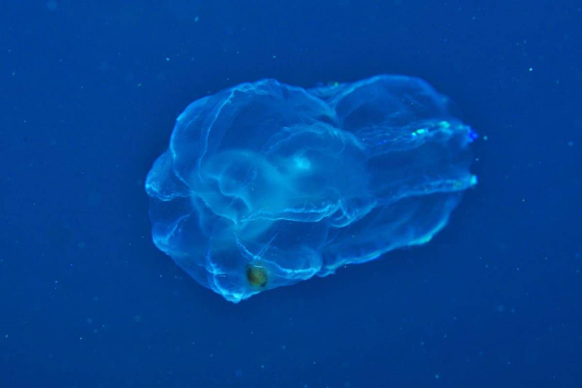 Over 1,100 Unknown Marine Species Were Just Discovered, and the List Keeps Growing