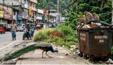 Peacocks, monkeys, deer make their way into urban areas including Colombo - Breaking News