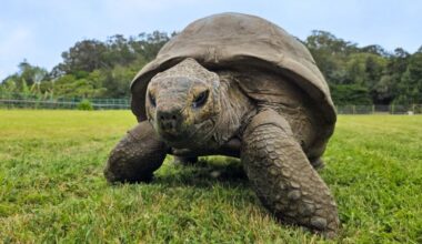 Jonathan the tortoise: Oldest land animal may hold longevity clues