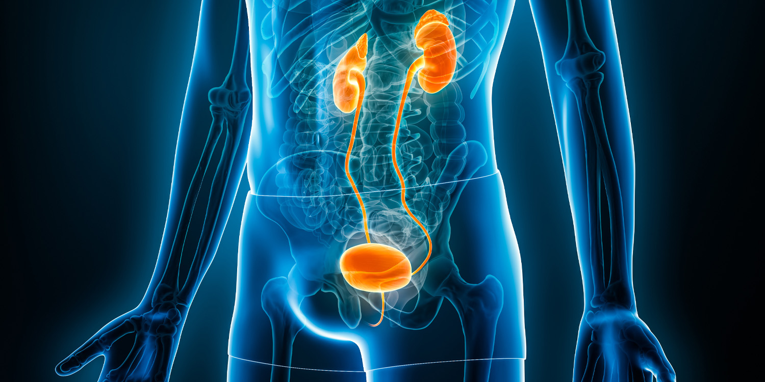 Weight loss medications alter how the brain and kidneys manage body fluids