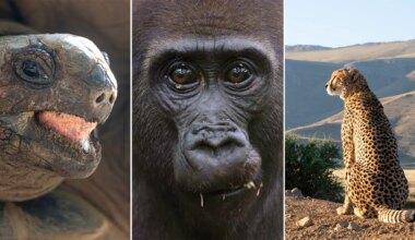 A triptych showing a close-up of a tortoise, a gorilla's face, and a cheetah sitting in a landscape.