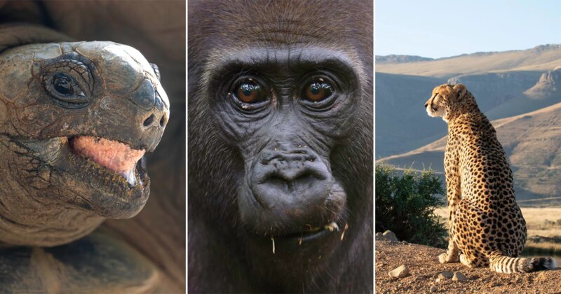 A triptych showing a close-up of a tortoise, a gorilla's face, and a cheetah sitting in a landscape.