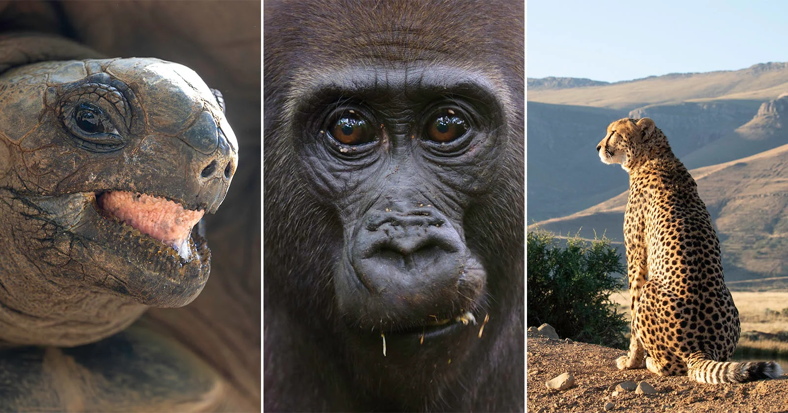 A triptych showing a close-up of a tortoise, a gorilla's face, and a cheetah sitting in a landscape.