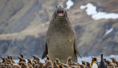Nikon Comedy Wildlife Awards 2026 Have Announced the Finalists
