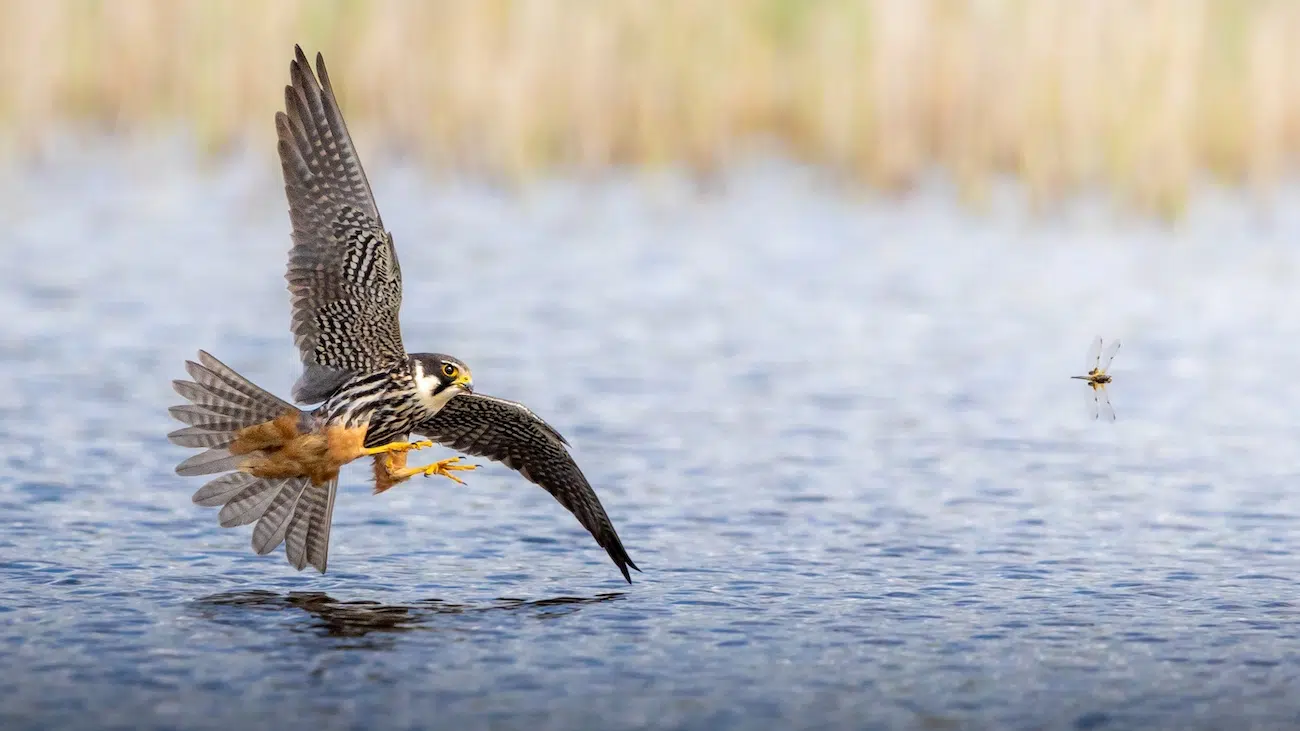 Photo of a hobby chasing a dragonfly.