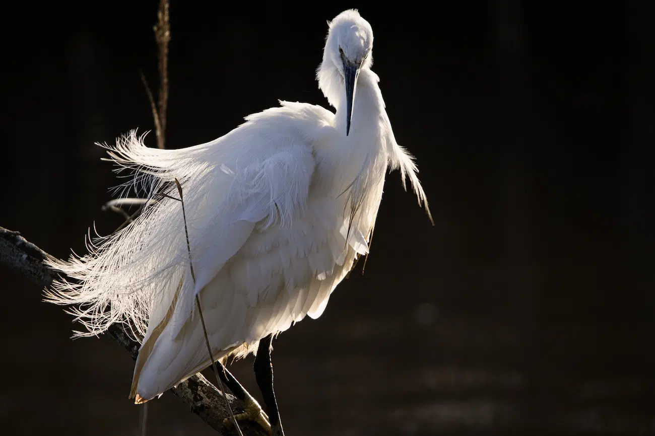 Photo of a little egret with a glow.