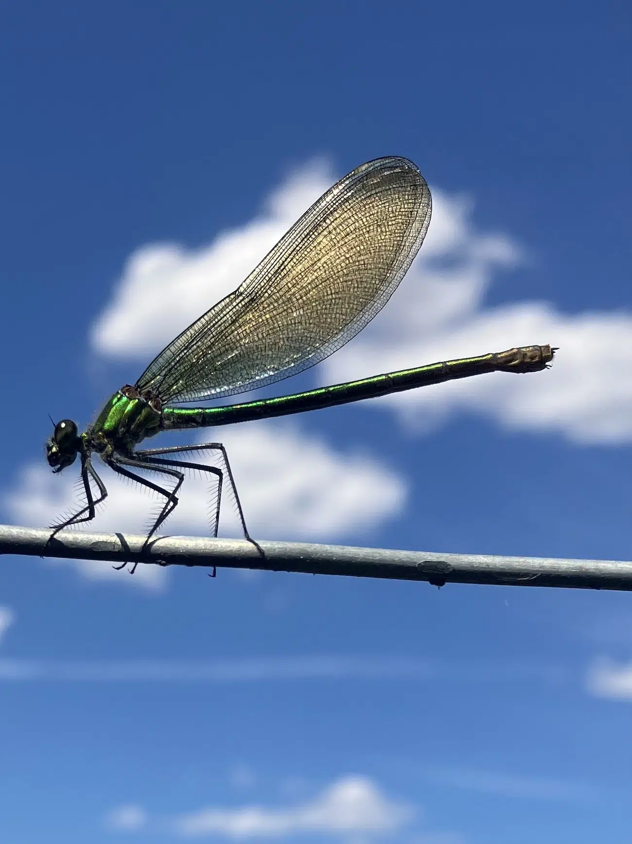 Photo of a dragonfly against the backdrop of the sky.