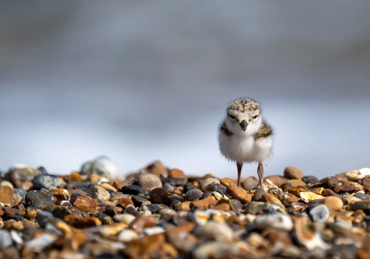 Photo of a ringed plover chick on the shoreline at Sea Palling.