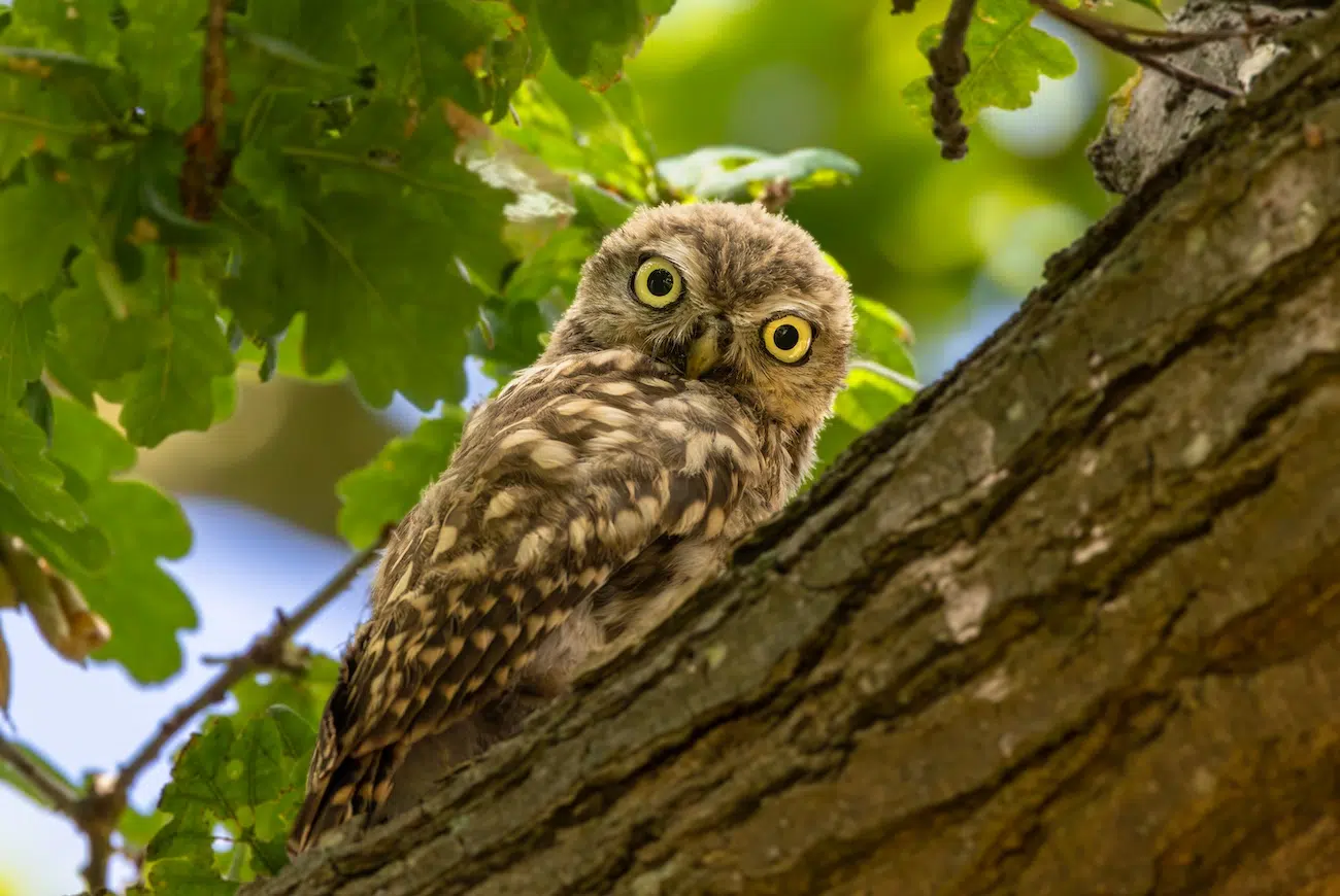 Photo of a young little owl at the University of East Anglia.