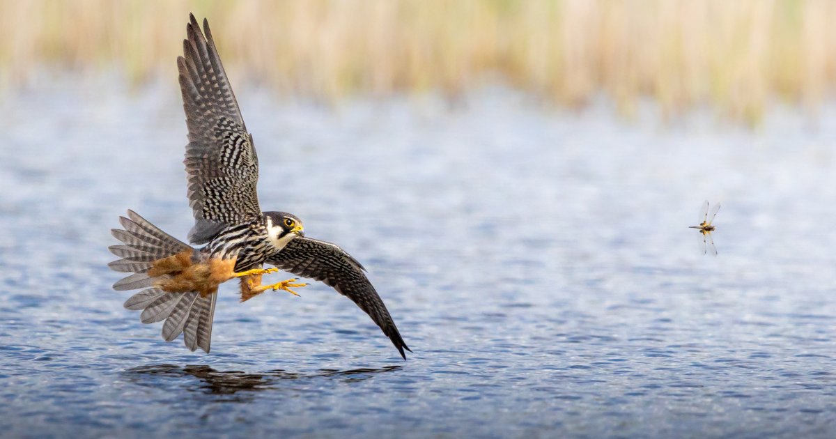 17-Year-Old Photographer Spends Over 200 Hours Capturing His Dream Wildlife Shot