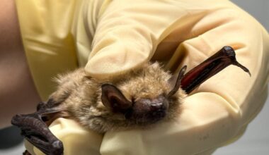 Bat found in Nebraska home, injured wing after being struck with broom
