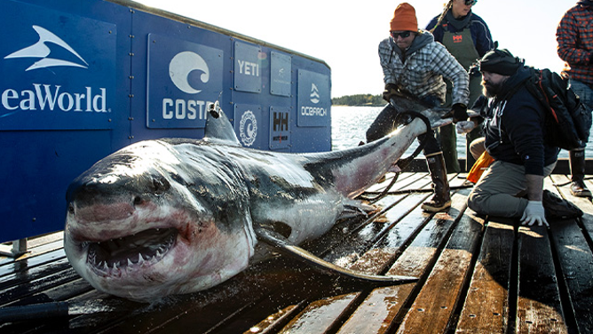 OCEARCH scientists handle a massive great white shark on a dock while conducting research.