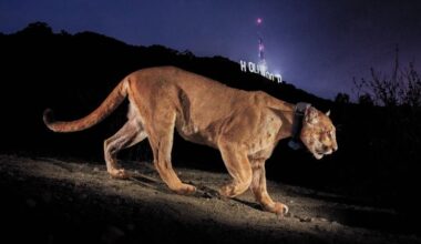 How a celebrity cat inspired the construction of the world’s largest wildlife corridor