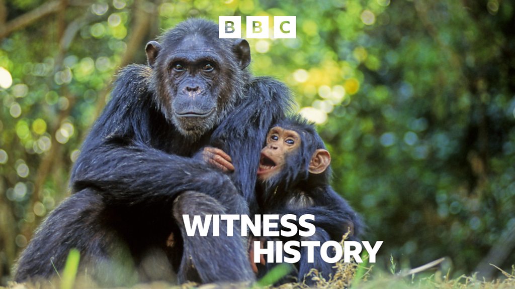 Witness History, Declaring chimpanzees an endangered species