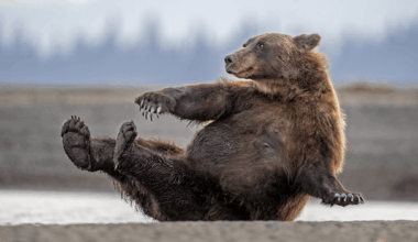 Yoga bears to resting owl face: 10 of the funniest animal photos of 2026 - BBC