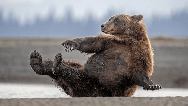 Yoga bears to resting owl face: 10 of the funniest animal photos of 2026 - BBC