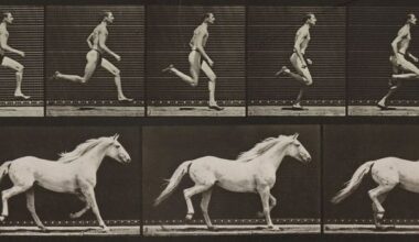 The animals you can't outrun