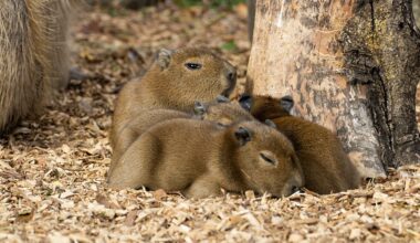 Four capybaras born at Shepreth Wildlife Park, Cambridgeshire