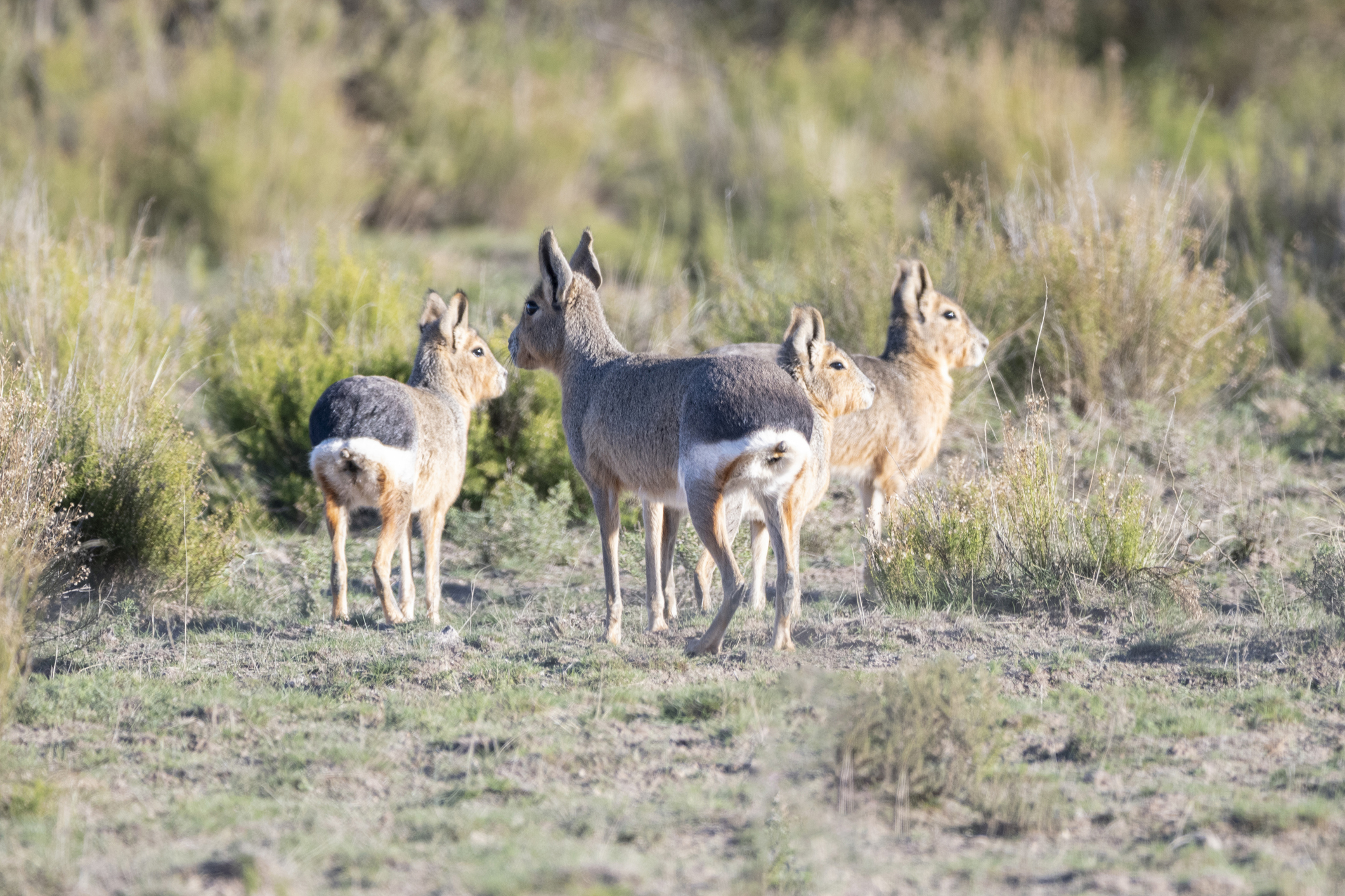 A group of Patagonian maras on scrublands