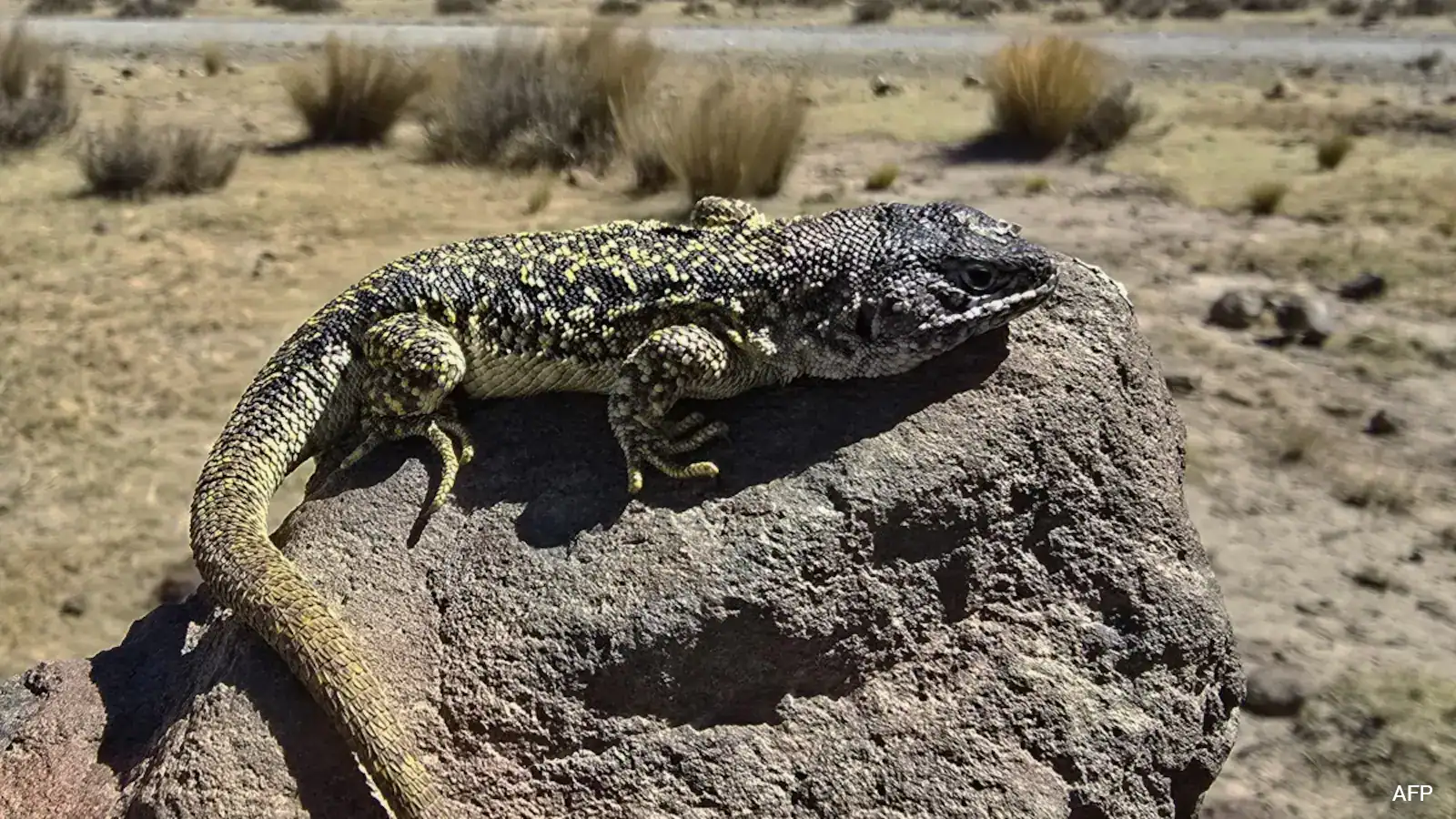 Peru, Home To 296 Species Of lizard, Finds One More