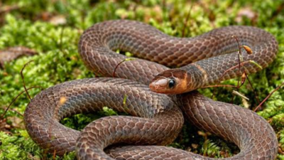 Scientists spot rare tiny snakes in Malaysia that do not just slither but do cartwheels; they roll at 12 feet per second when they sense danger