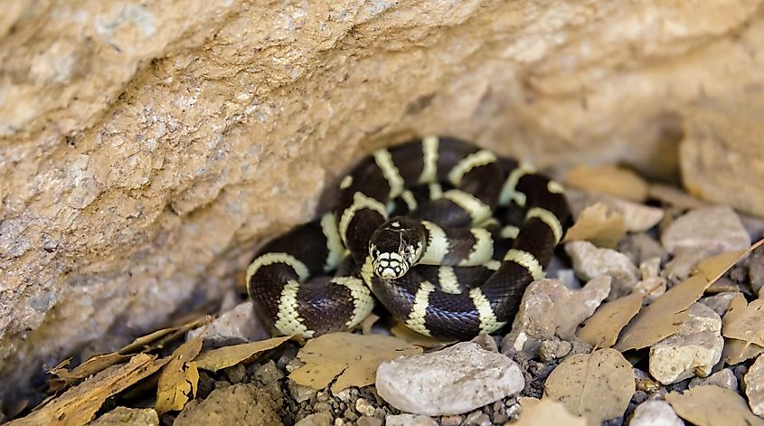 A black-and-cream banded California kingsnake coiled beneath a rock ledge