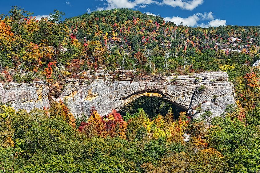Fall colors in the Daniel Boone National Forest, Kentucky.